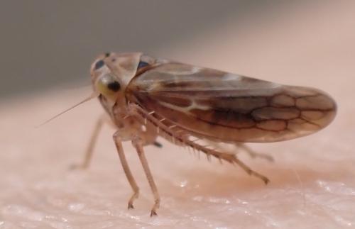 Agallia consobrina